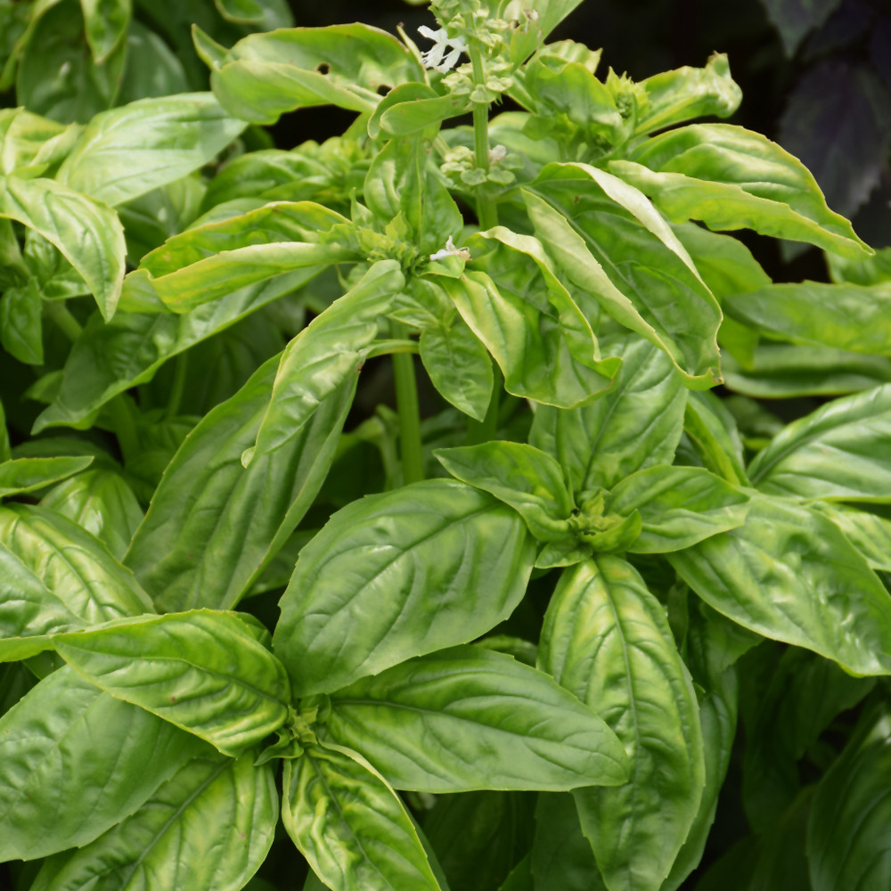 Genovese Basil. -photos courtesy of NetPS Plant Finder