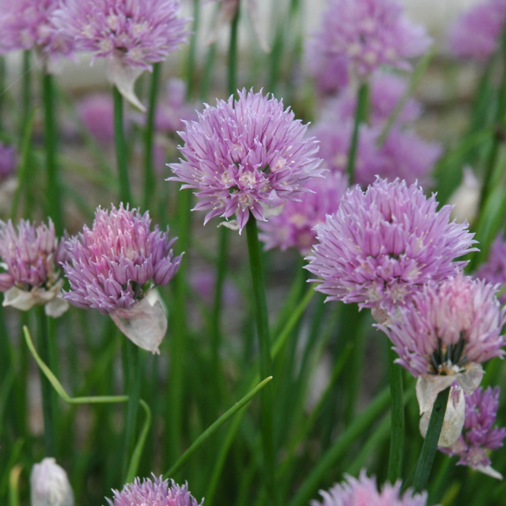 photos courtesy of NetPS Plant Finder