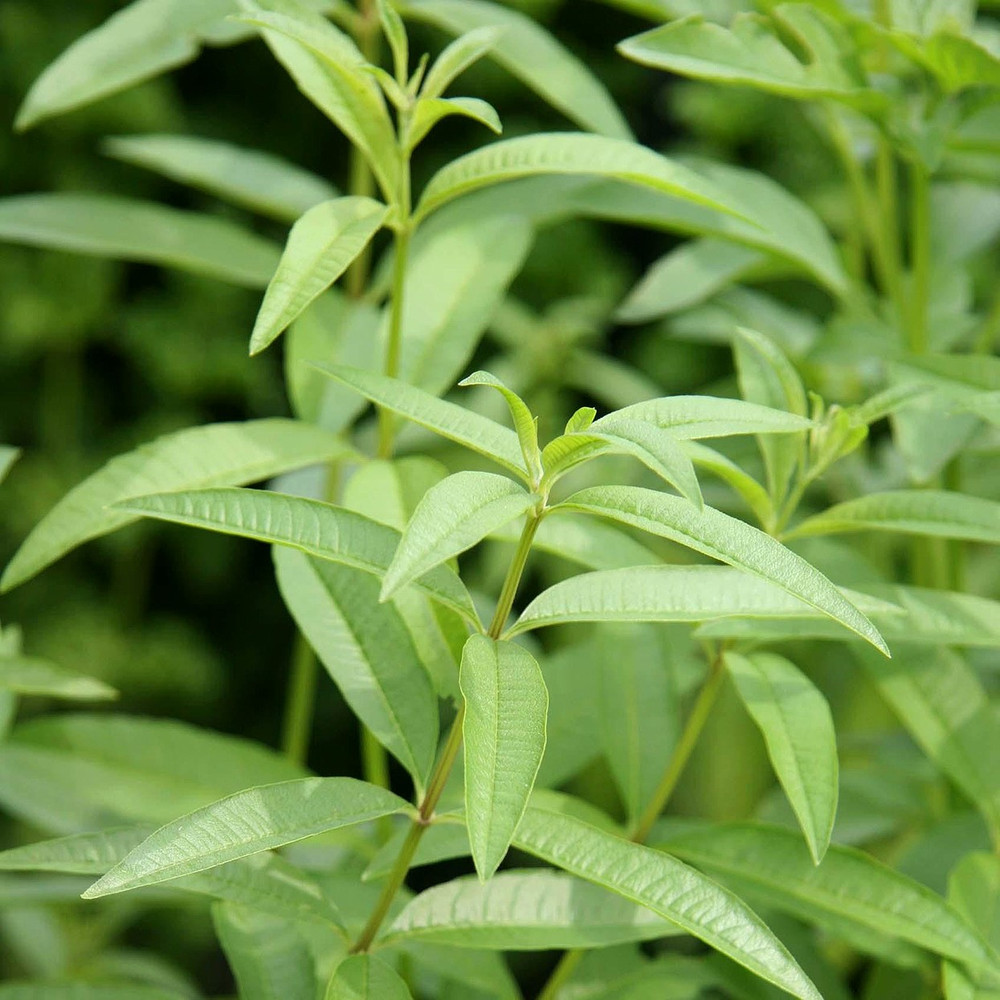 Lemon Verbena 2.5-4 Inch