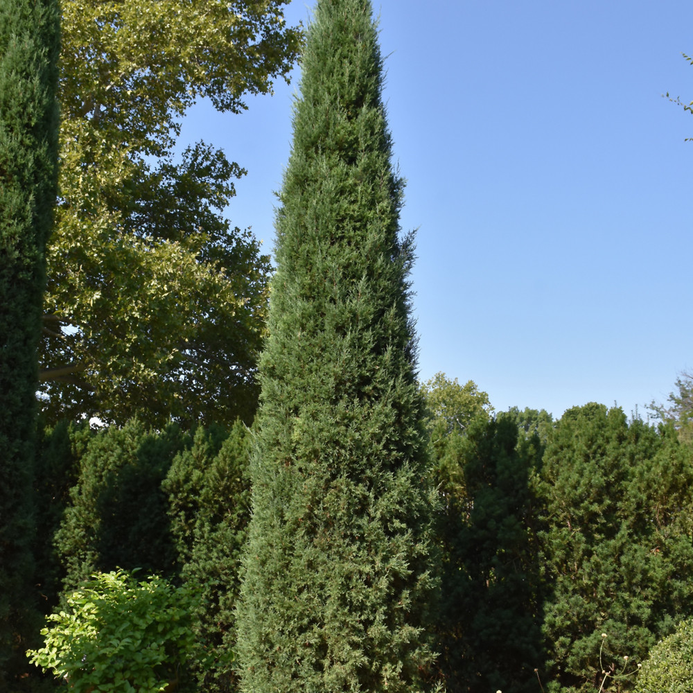 images courtesy of NetPS Plant Finder