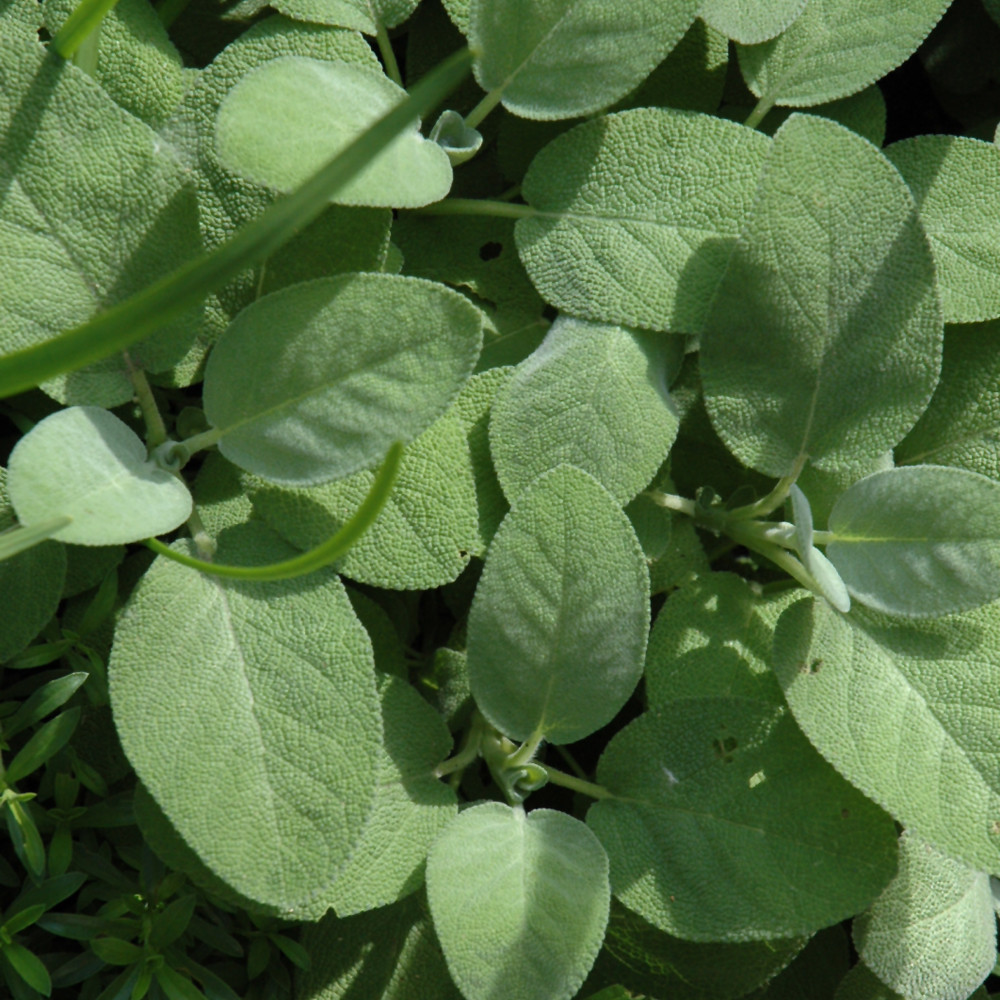 photos courtesy of NetPS Plant Finder