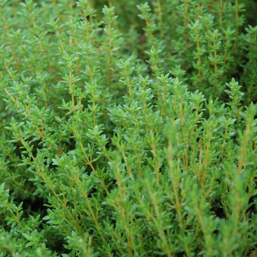 photos courtesy of NetPS Plant Finder