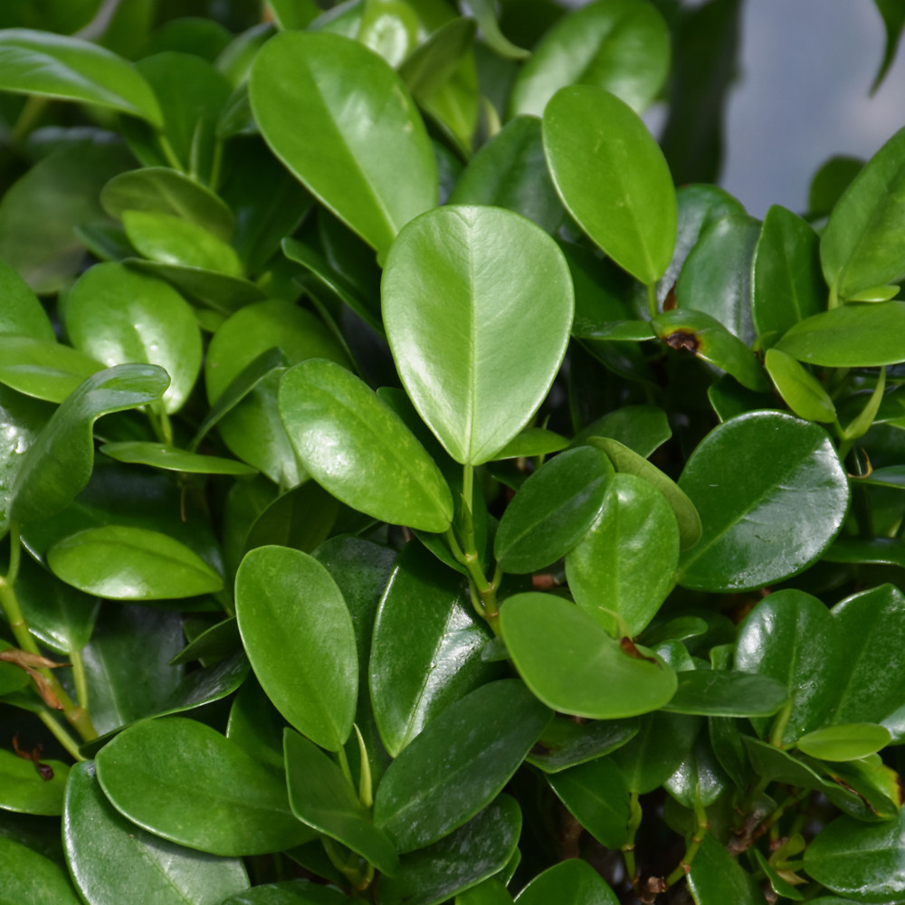 image courtesy of NetPS Plant Finder