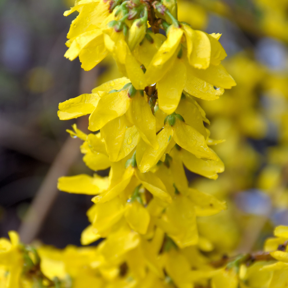 images courtesy of NetPS Plant Finder