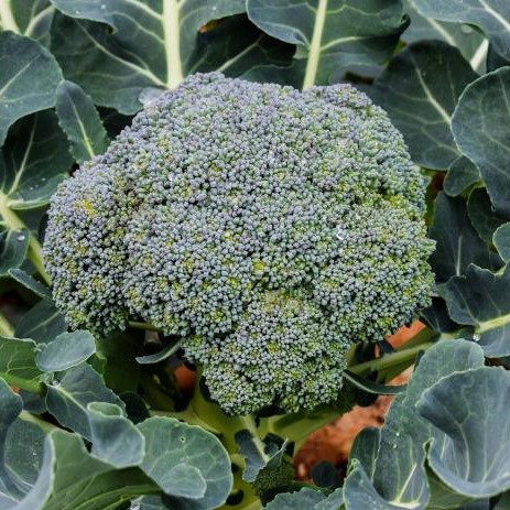 Market Pack Vegetable | Broccoli