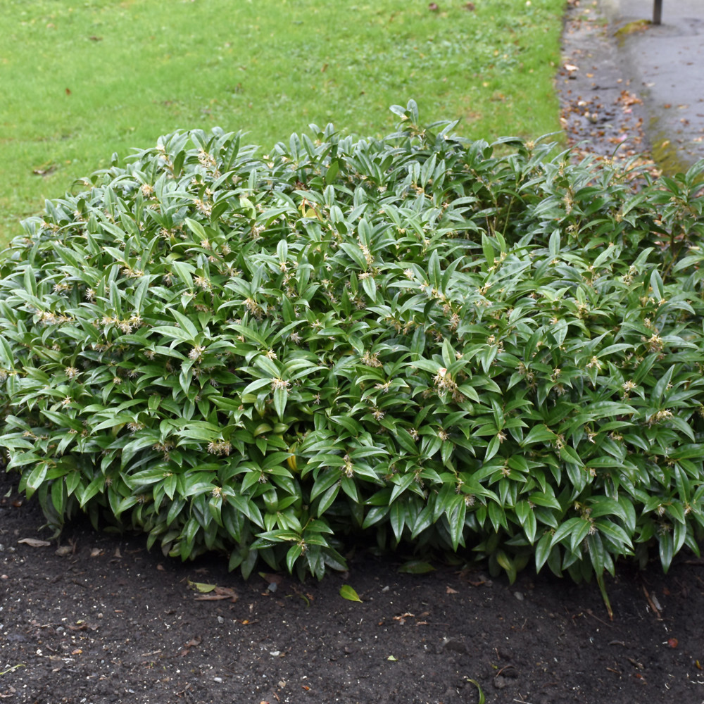 image courtesy of NetPS Plantfinder
