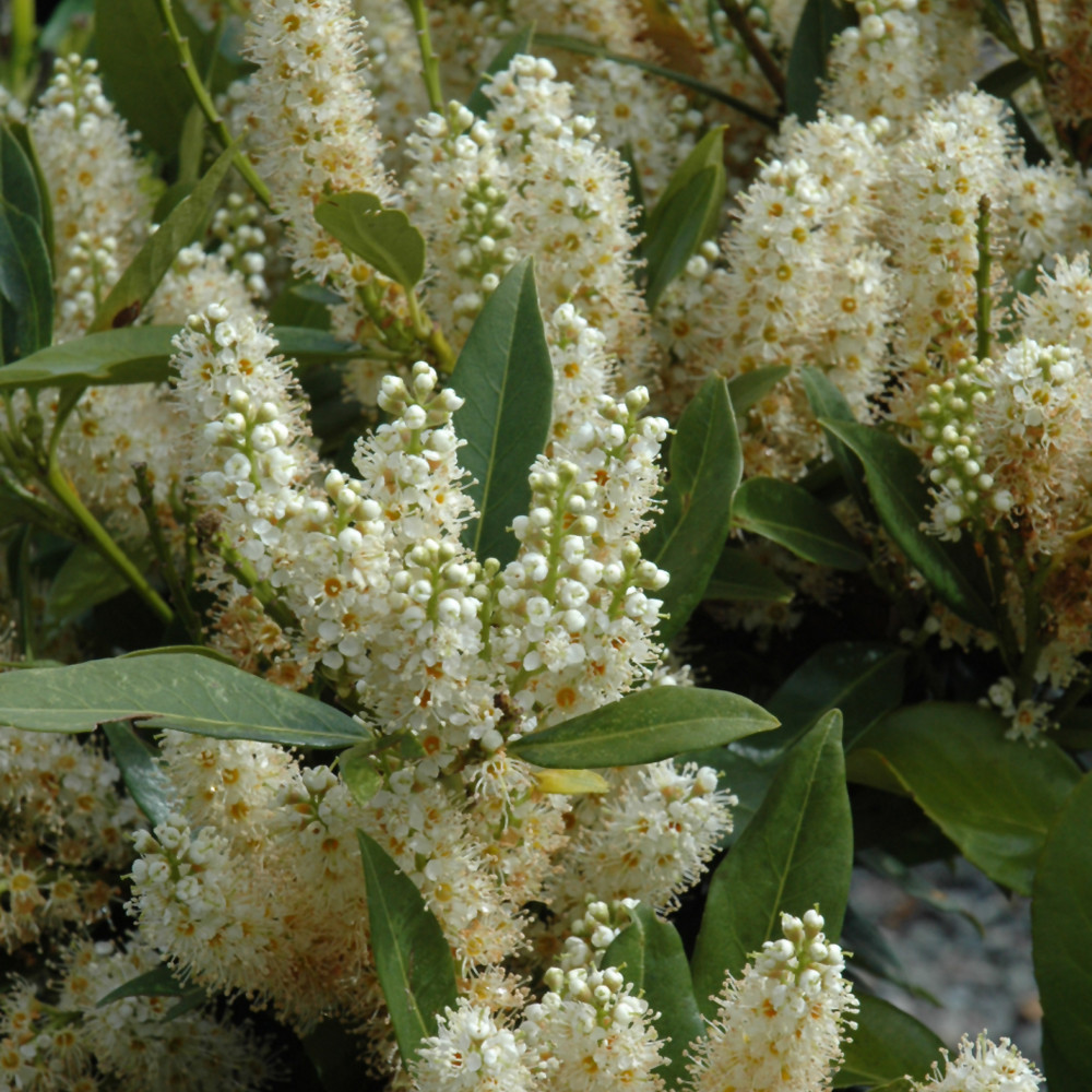 image courtesy of NetPS Plantfinder