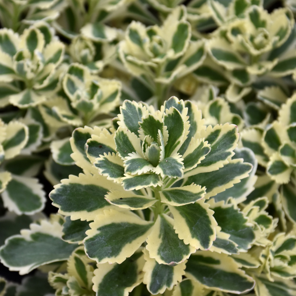 images courtesy of NetPS Plant Finder