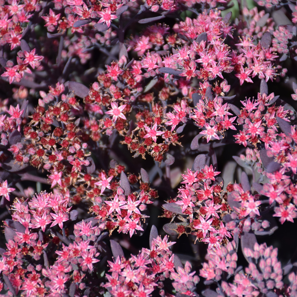 images courtesy of NetPS Plant Finder