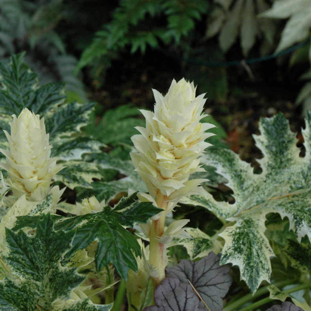 Whitewater Acanthus Foliage. Images courtesy of NetPS Plant Finder