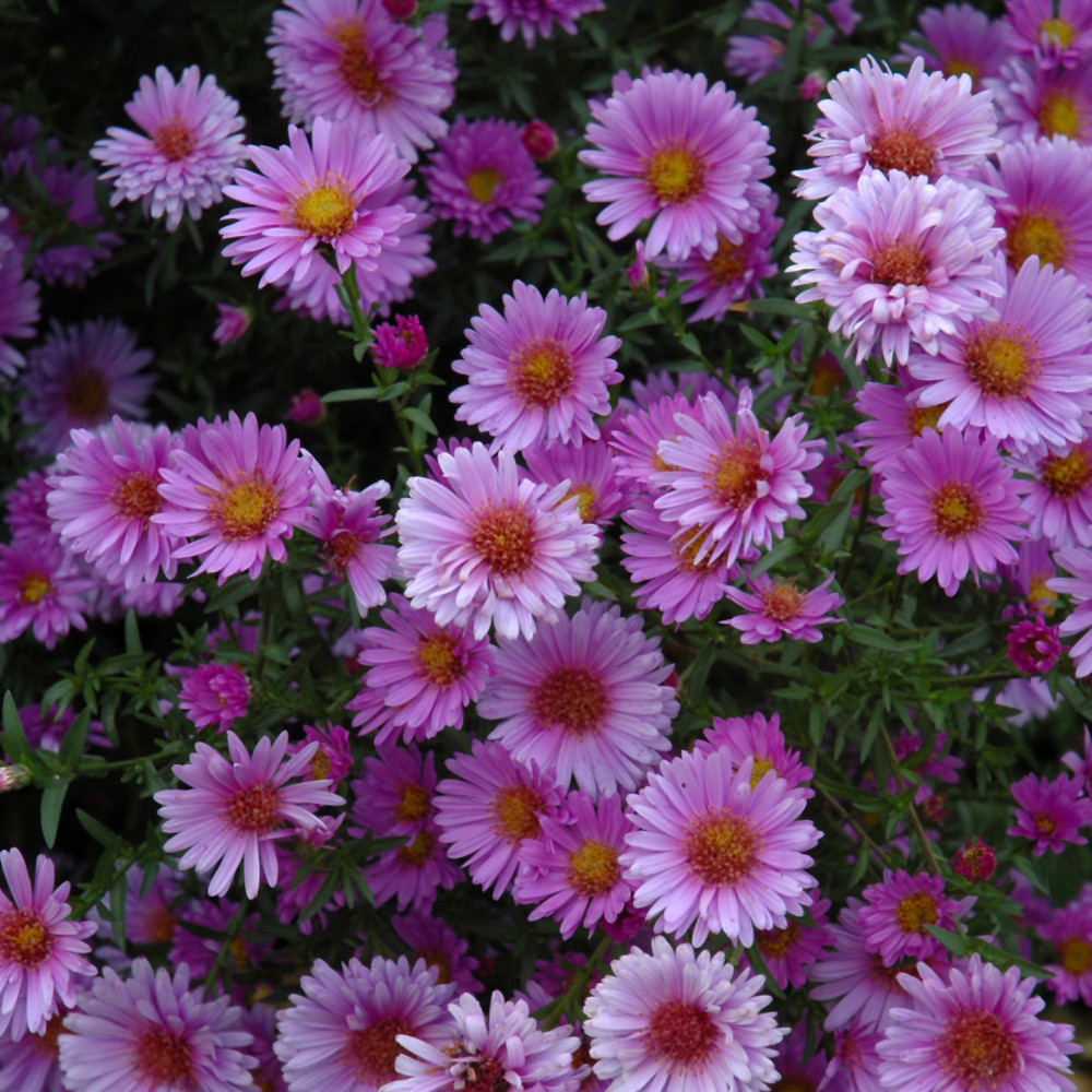 Purple Dome Aster Flowers. Images courtesy of NetPS Plant Finder
