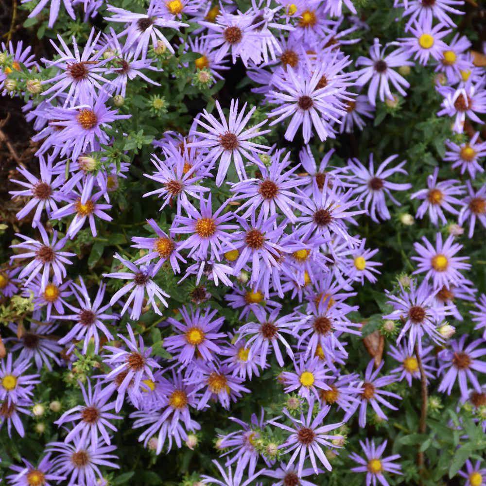 Raydon's Favorite Aster flowers. Images courtesy of NetPS Plant Finder