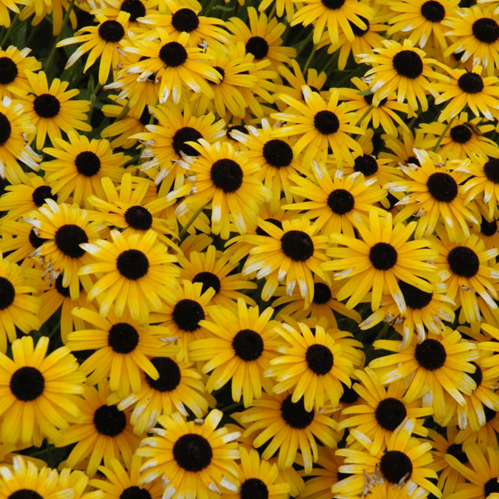 Viette's Little Suzy Black-eyed Susan flowers. Images courtesy of NetPS Plant Finder