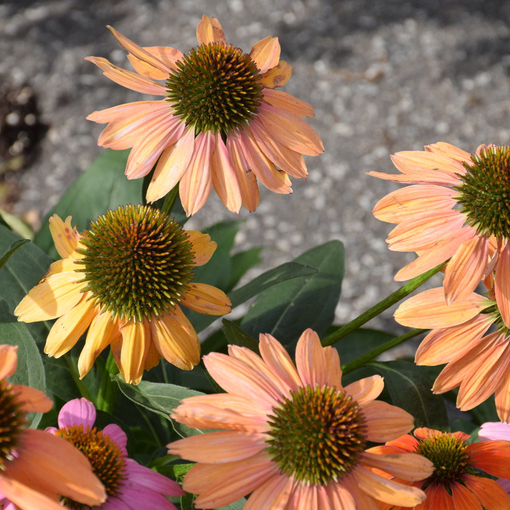 Cheyenne Spirit Coneflower. Images courtesy of NetPS Plant Finder