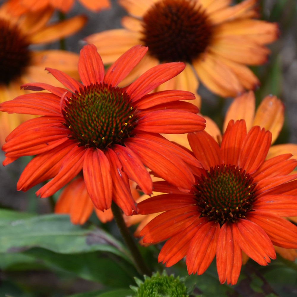 Kismet® Intense Orange Coneflower. Images courtesy of NetPS Plant Finder
