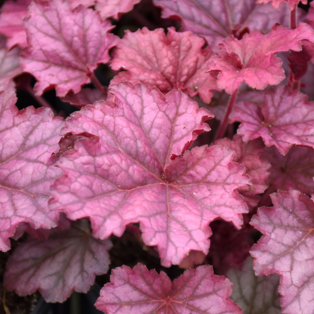 Berry Smoothie Coral Bells. Images courtesy of NetPS Plant Finder