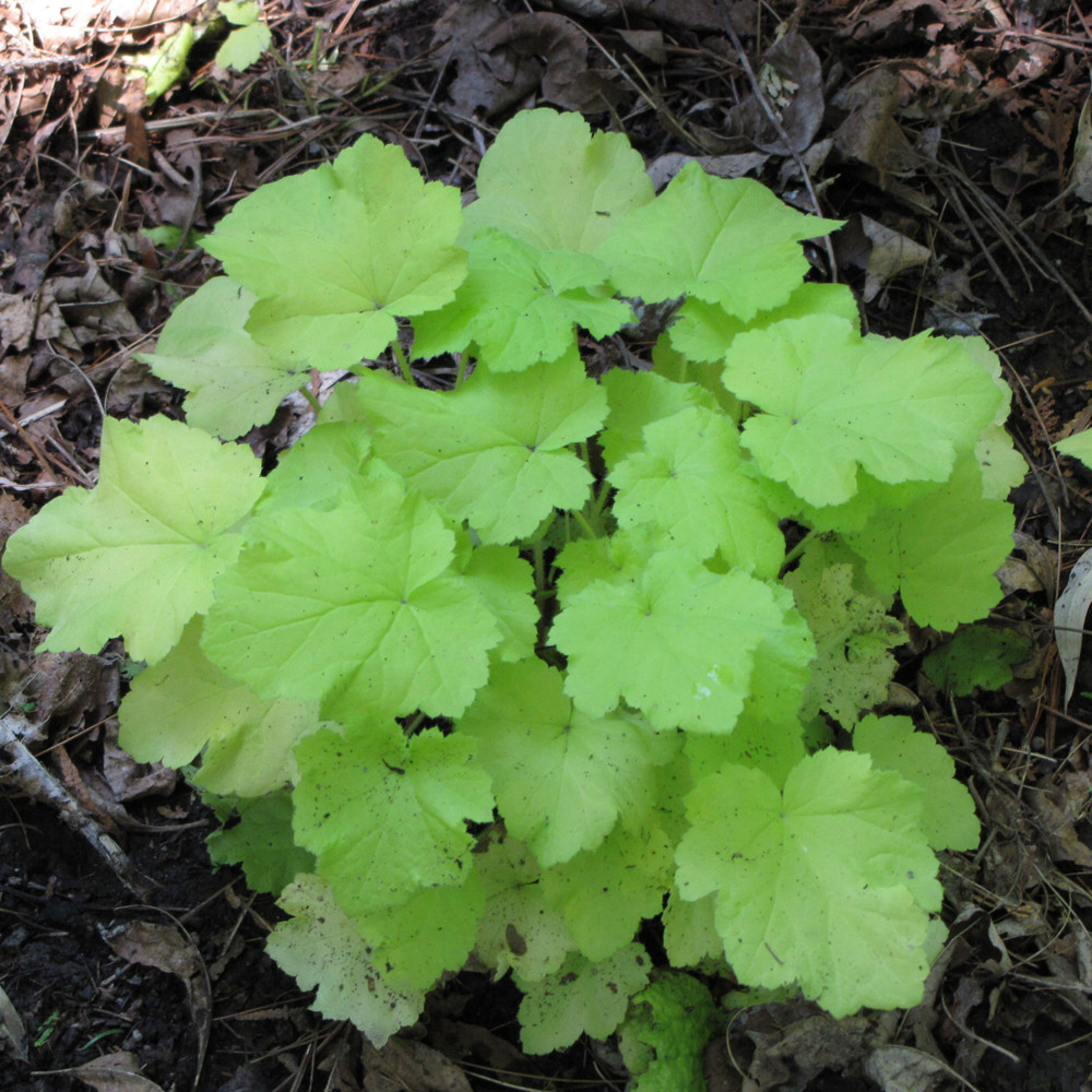 Citronelle Coral Bells. Images courtesy of NetPS Plant Finder
