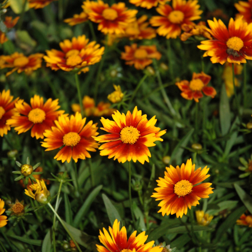 Daybreak Coreopsis flowers. Images courtesy of NetPS Plant Finder
