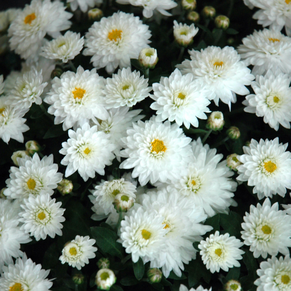 White mum flowers. colors are approximate. Images courtesy of NetPS Plant Finder