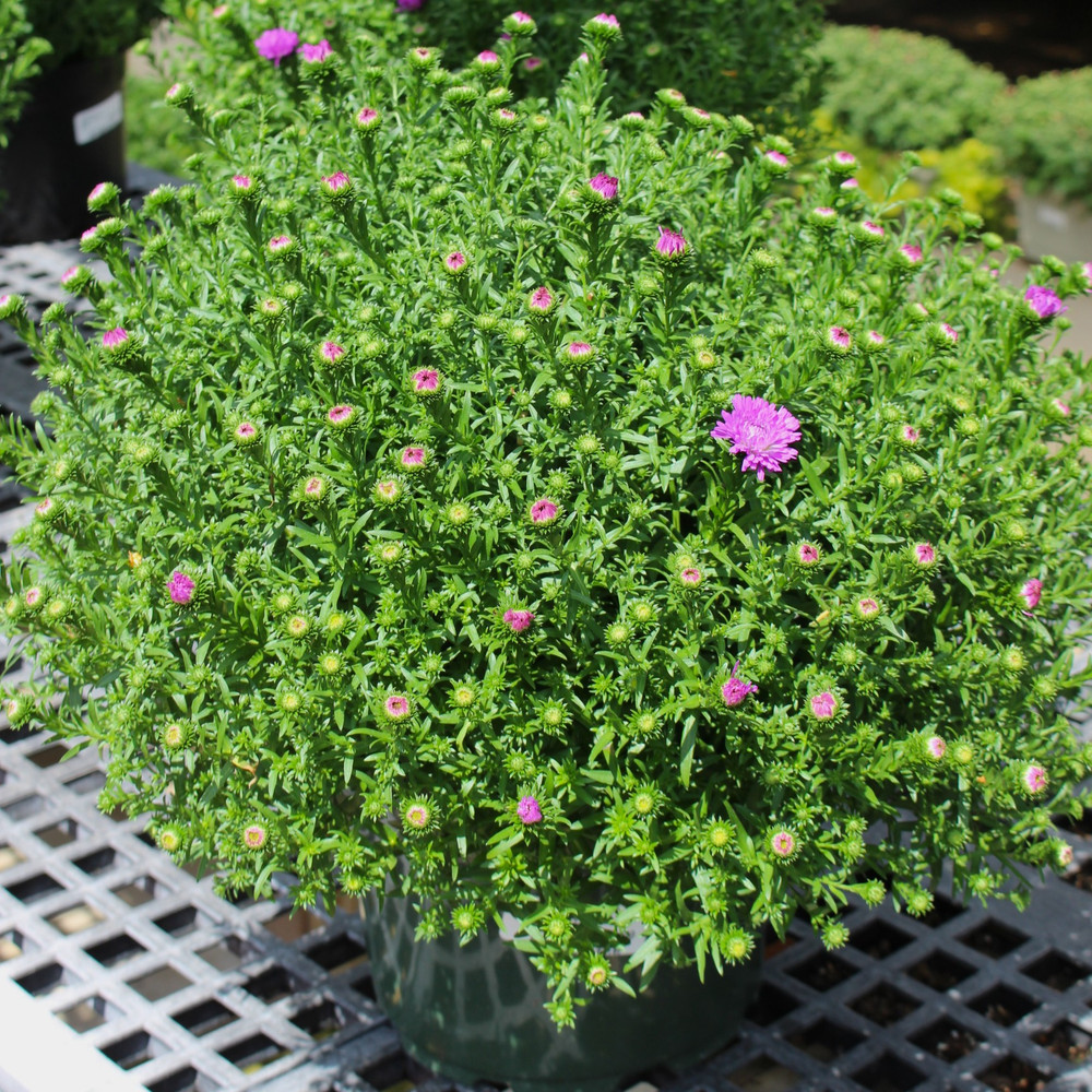 Aster 8" | Pink Shades