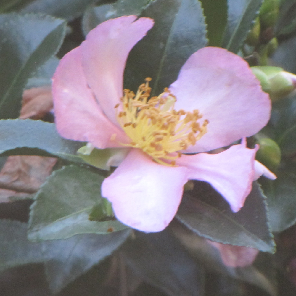 Long Island Pink Camellia. Images courtesy of NetPS Plant Finder
