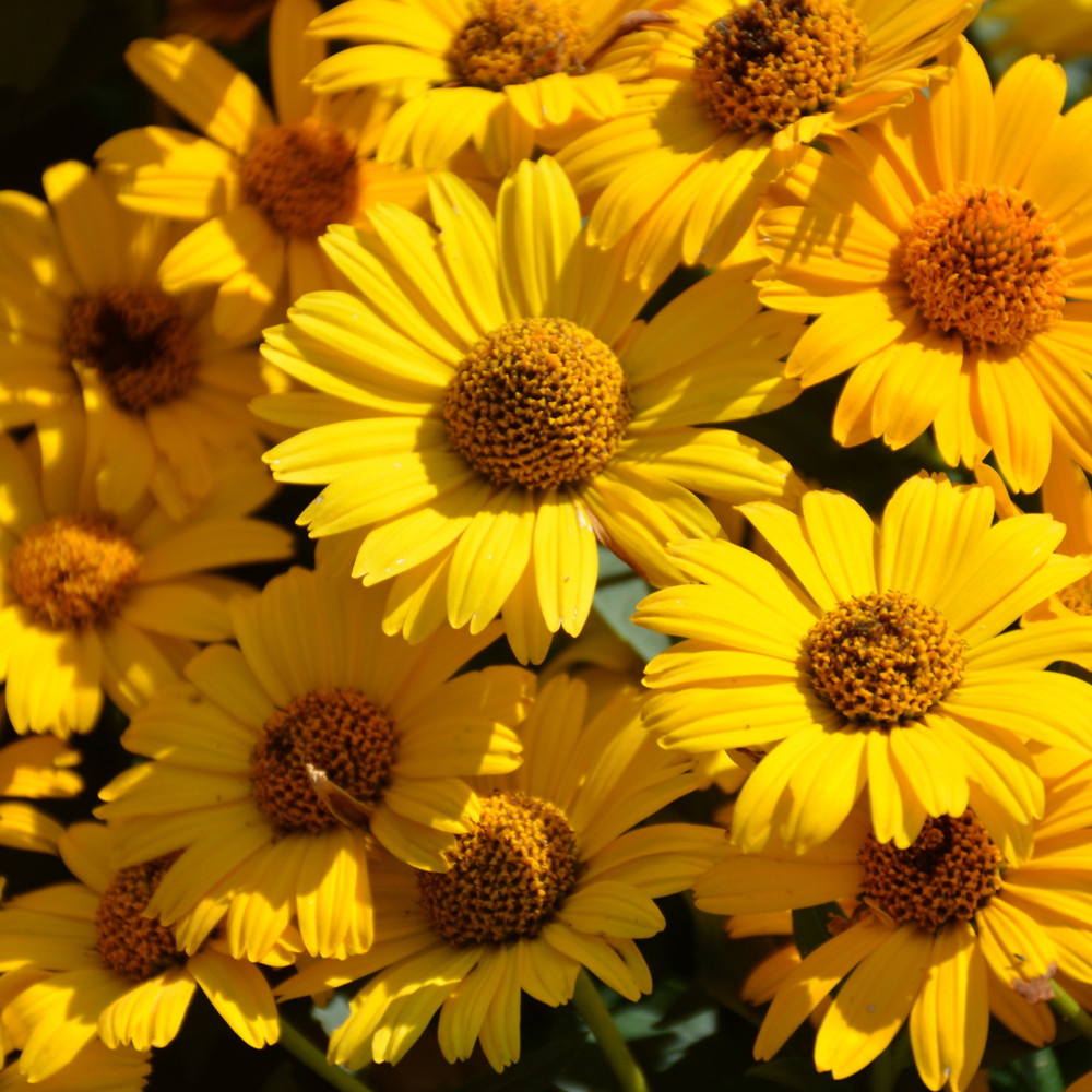 Tuscan Sun False Sunflower. Image courtesy of NetPS Plant Finder