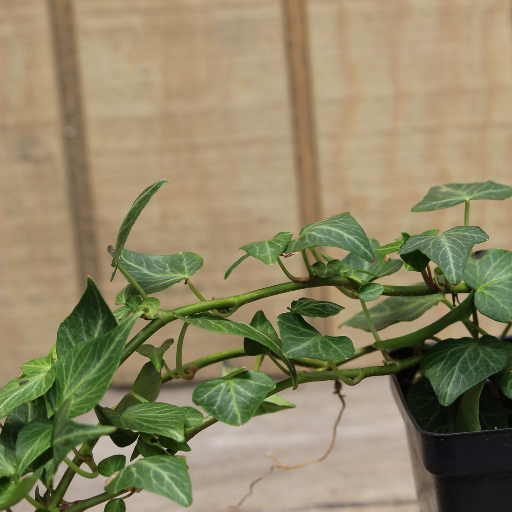 Ivy 4 - 4.5"