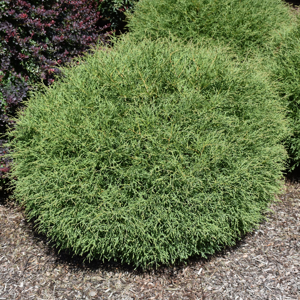 image courtesy of NetPS Plant Finder