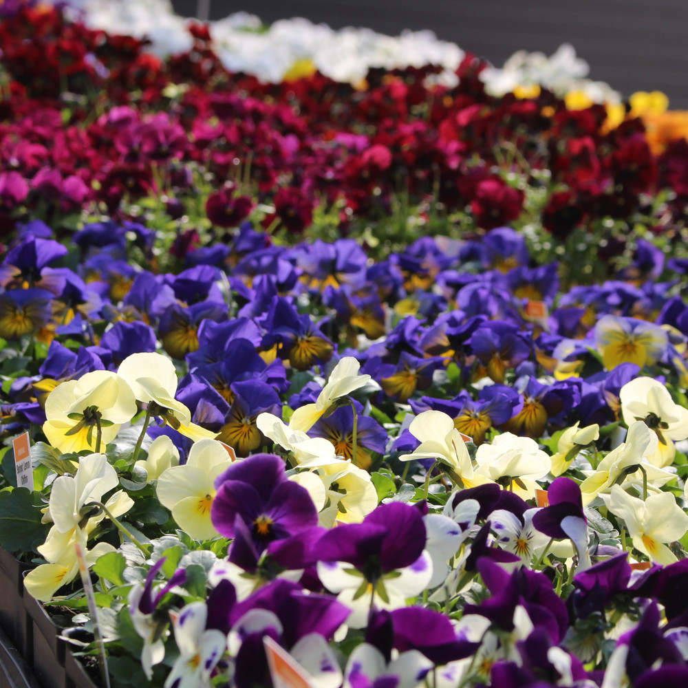 Pansy 6"