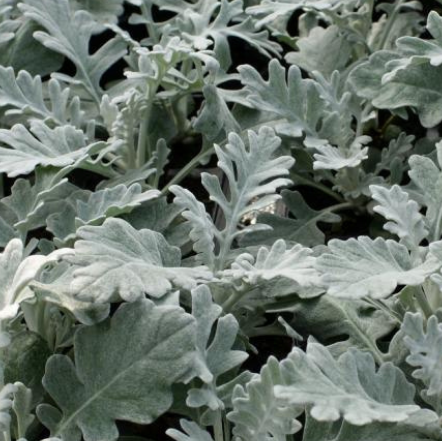 Dusty Miller 6"