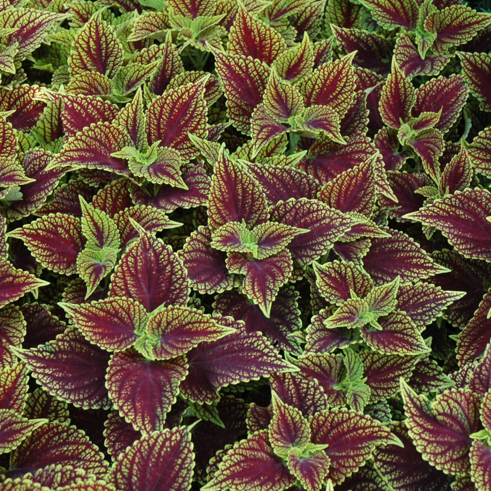 photo courtesy of NetPS Plant Finder