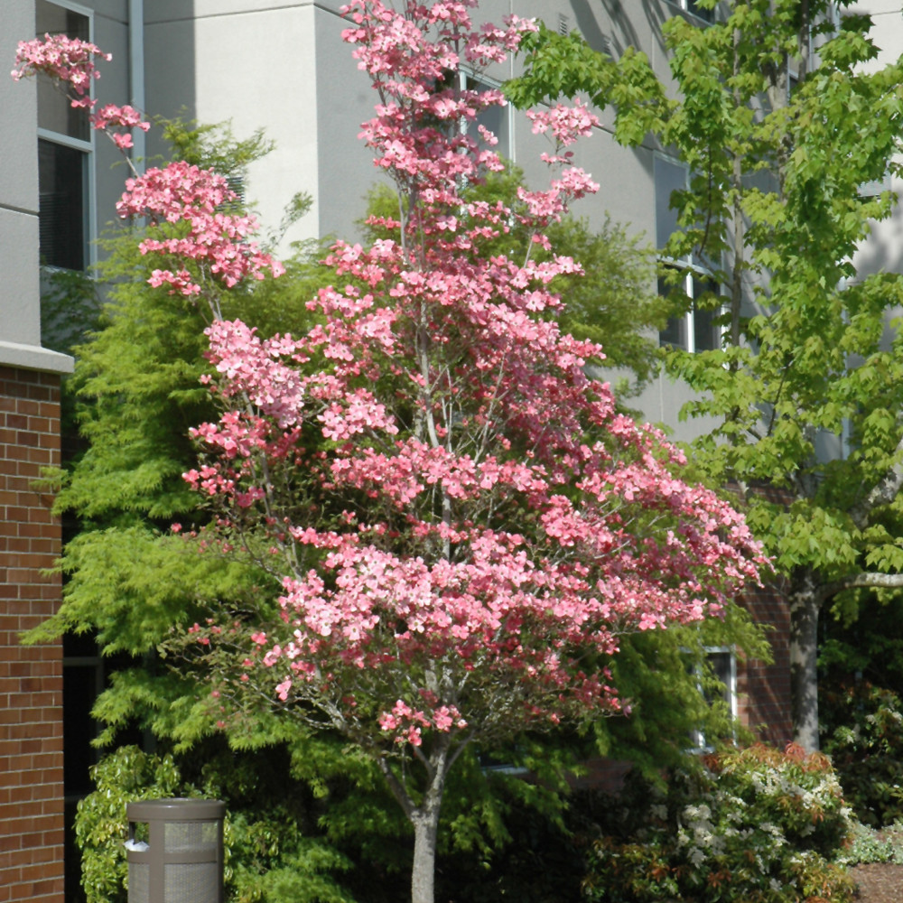 photo courtesy of NetPS Plant Finder