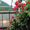 Geranium Hanging Basket 10 inch