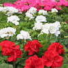 Geranium 6"