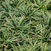 photos courtesy of NetPS Plant Finder photos courtesy of NetPS Plant Finder