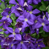 photos courtesy of NetPS Plantfinder