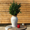 German Boxwood Bunch