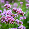 Verbena | 'Lollipop'