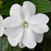photo courtesy of NetPS Plant Finder