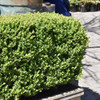 photos courtesy of NetPS Plantfinder
