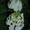 photos courtesy of NetPS Plant Finder