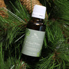 Roland Pine Fragrance Oil - 1oz