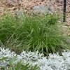 image courtesy of NetPS Plant Finder