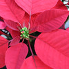 Red Poinsettia | Single