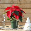 Red Poinsettia | Single