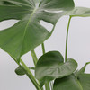 Monstera | Deliciosa