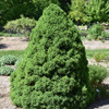 photo courtesy of NetPS Plant Finder
