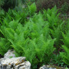 photo courtesy of NetPS Plant Finder