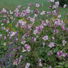 photos courtesy of NetPS Plant Finder