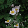 photos courtesy of NetPS Plant Finder